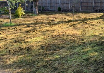 Before - Lawn scarifying in April