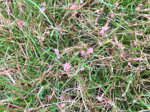 Red thread in lawns