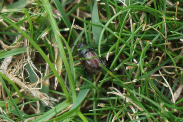 chafer beetle in lawn