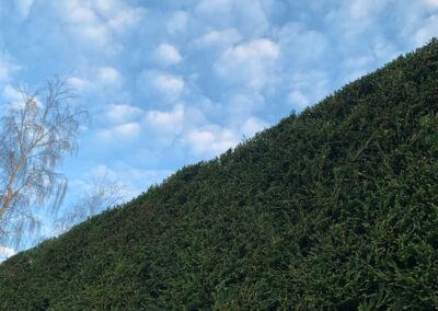 A close up of the hedge during the cut