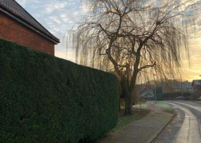 A finished hedge trim as the sun sets