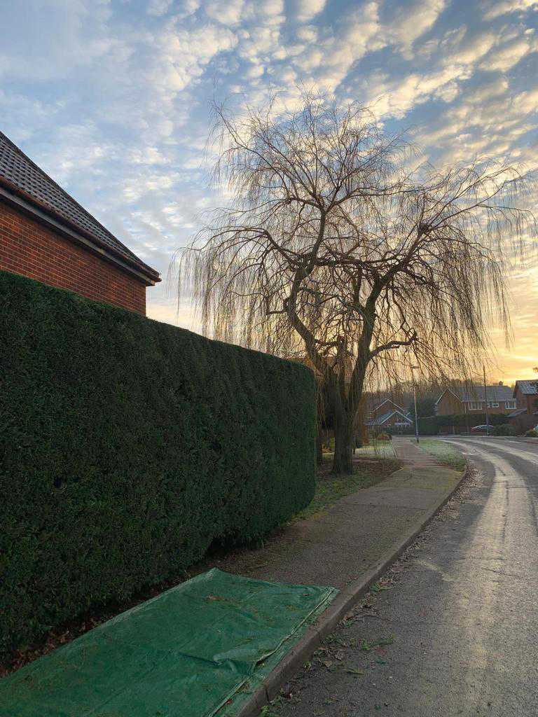 A finished hedge trim as the sun sets