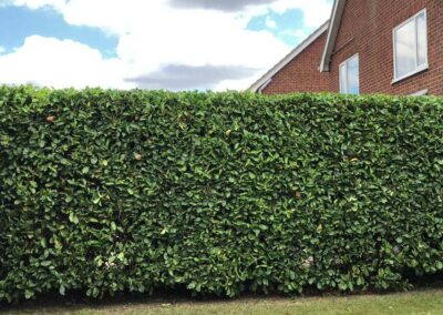 Hedge Cutting Page Header