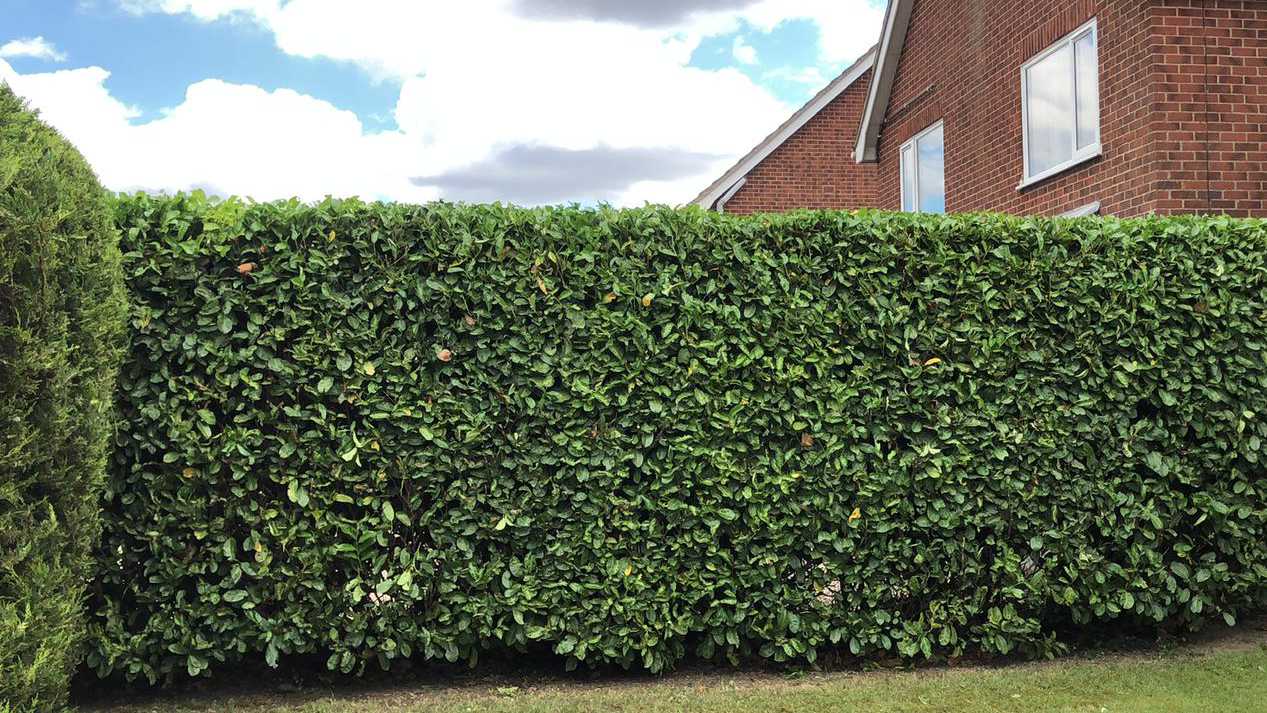 Hedge Cutting Page Header