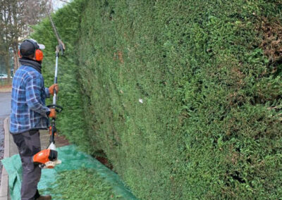 Hedge Cutting Services