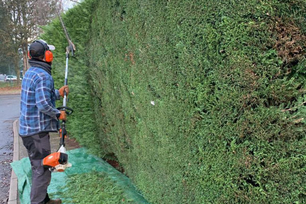 Hedge Cutting Services