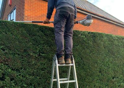 Hedge cutting on a ladder