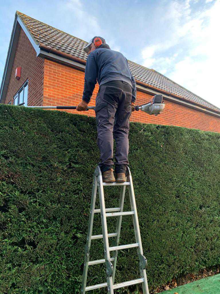 Hedge cutting on a ladder