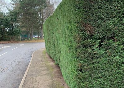 The hedge after the cut 2